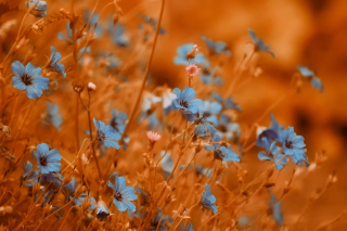 Blue Flowers Field - Obrázkek zdarma 