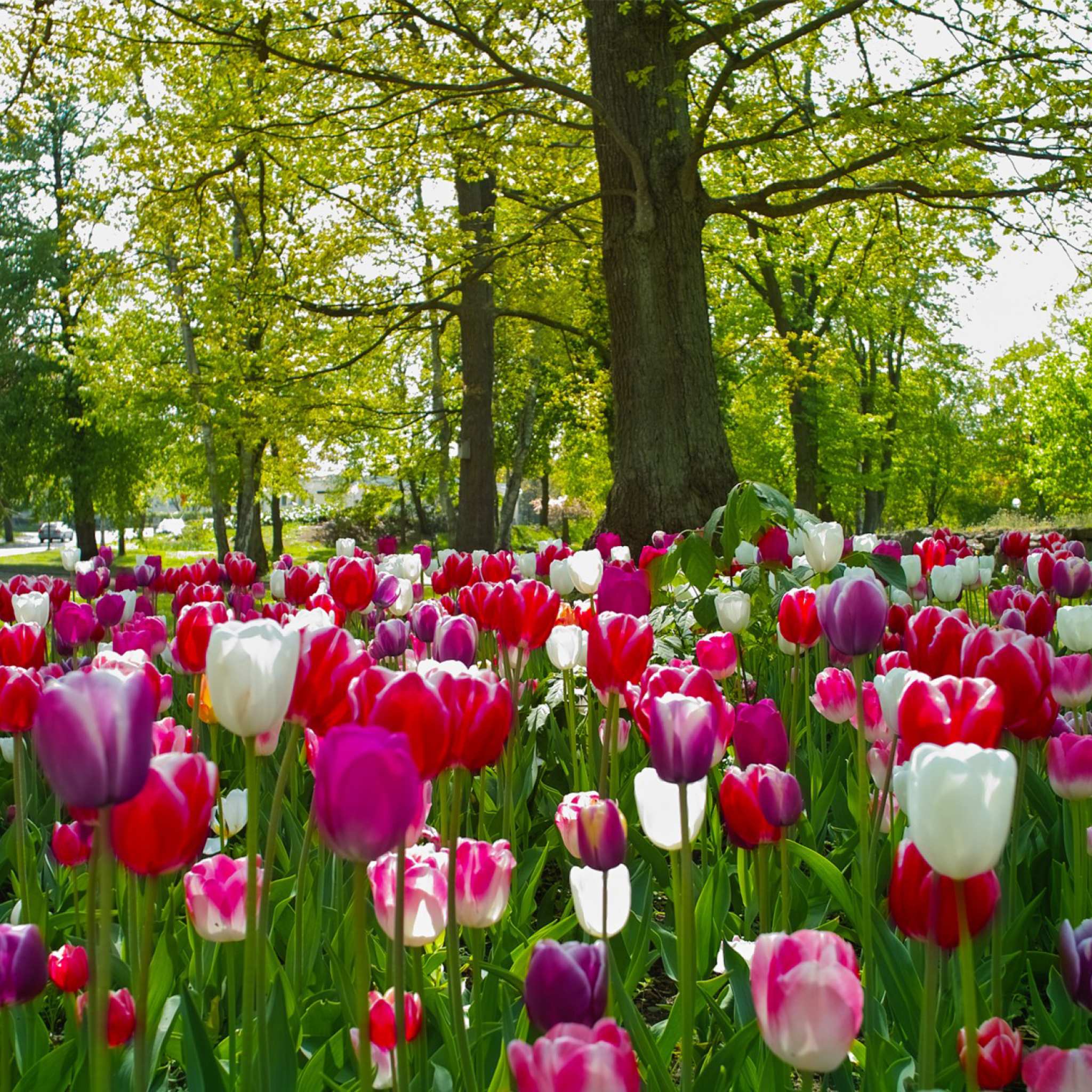 Fondo de pantalla Tulips In Forest 2048x2048