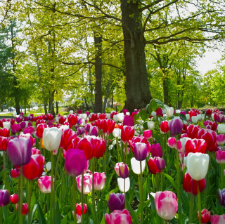 Tulips In Forest - Obrázkek zdarma pro 1024x1024