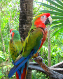 Sfondi Macaw parrot Amazon forest 128x160