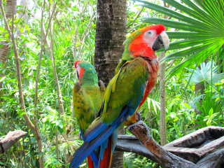 Sfondi Macaw parrot Amazon forest 320x240