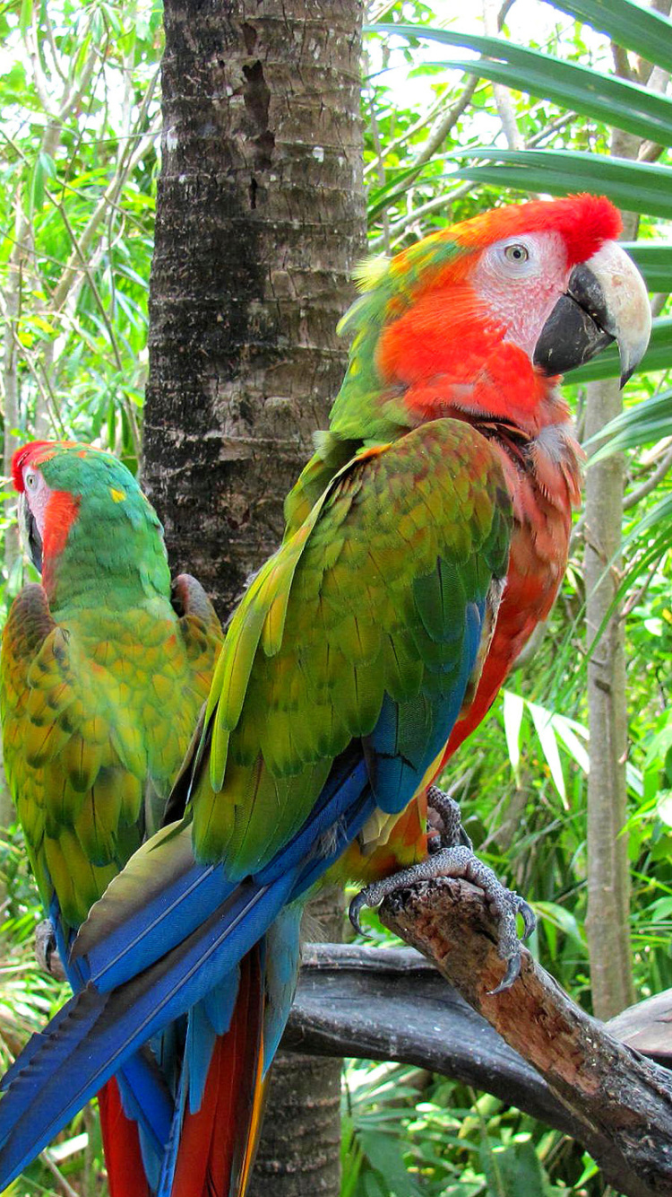 Обои Macaw parrot Amazon forest 750x1334