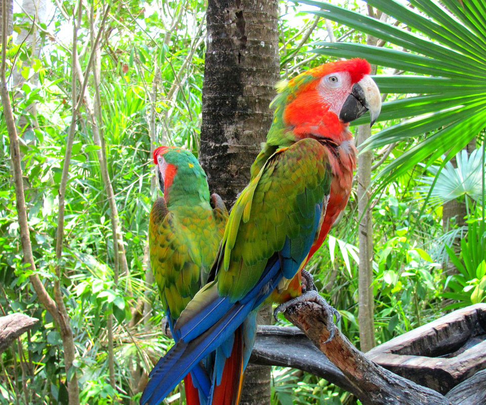 Обои Macaw parrot Amazon forest 960x800