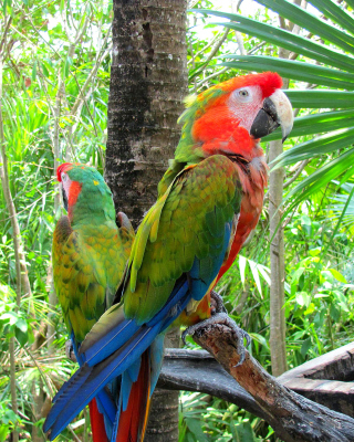 Kostenloses Macaw parrot Amazon forest Wallpaper für iPhone 5C