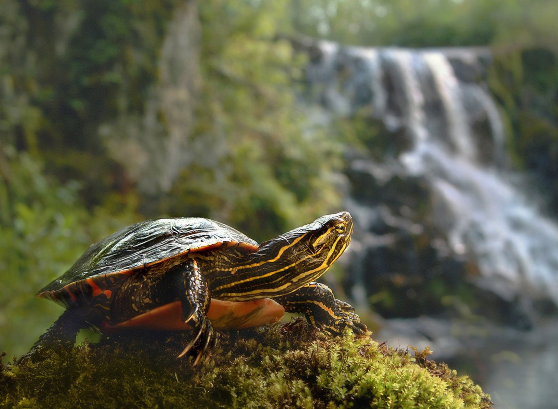 Fondo de pantalla Brown Turtle 1920x1408