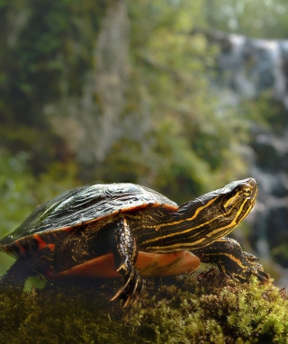 Brown Turtle - Obrázkek zdarma pro Nokia X2