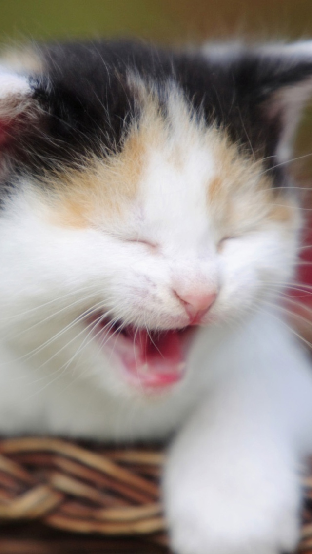Laughing Cat wallpaper 640x1136