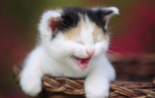 Laughing Cat - Obrázkek zdarma 