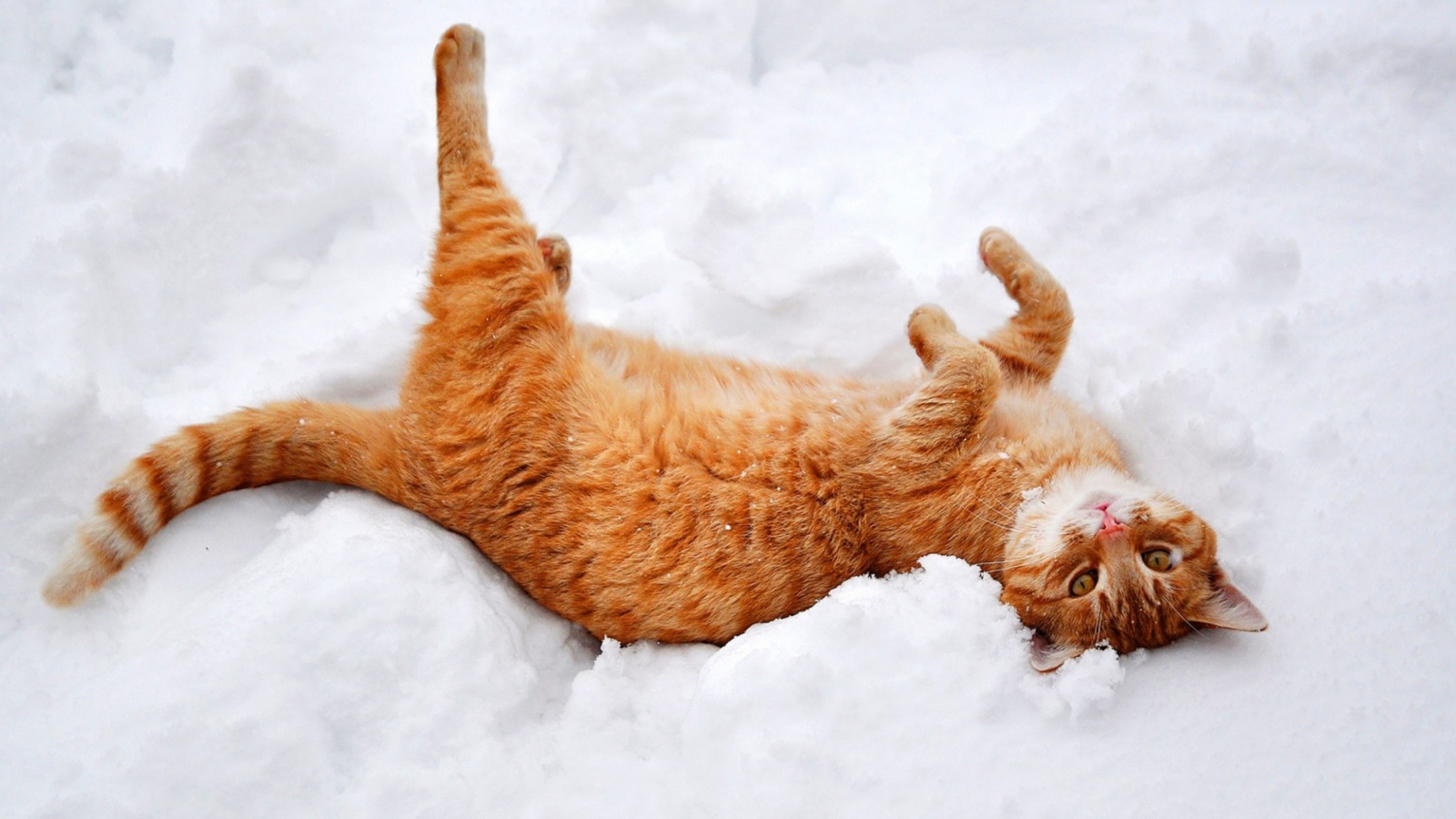 Screenshot №1 pro téma Ginger Cat Enjoying White Snow 1600x900