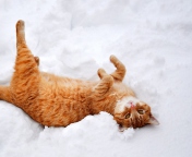 Screenshot №1 pro téma Ginger Cat Enjoying White Snow 176x144