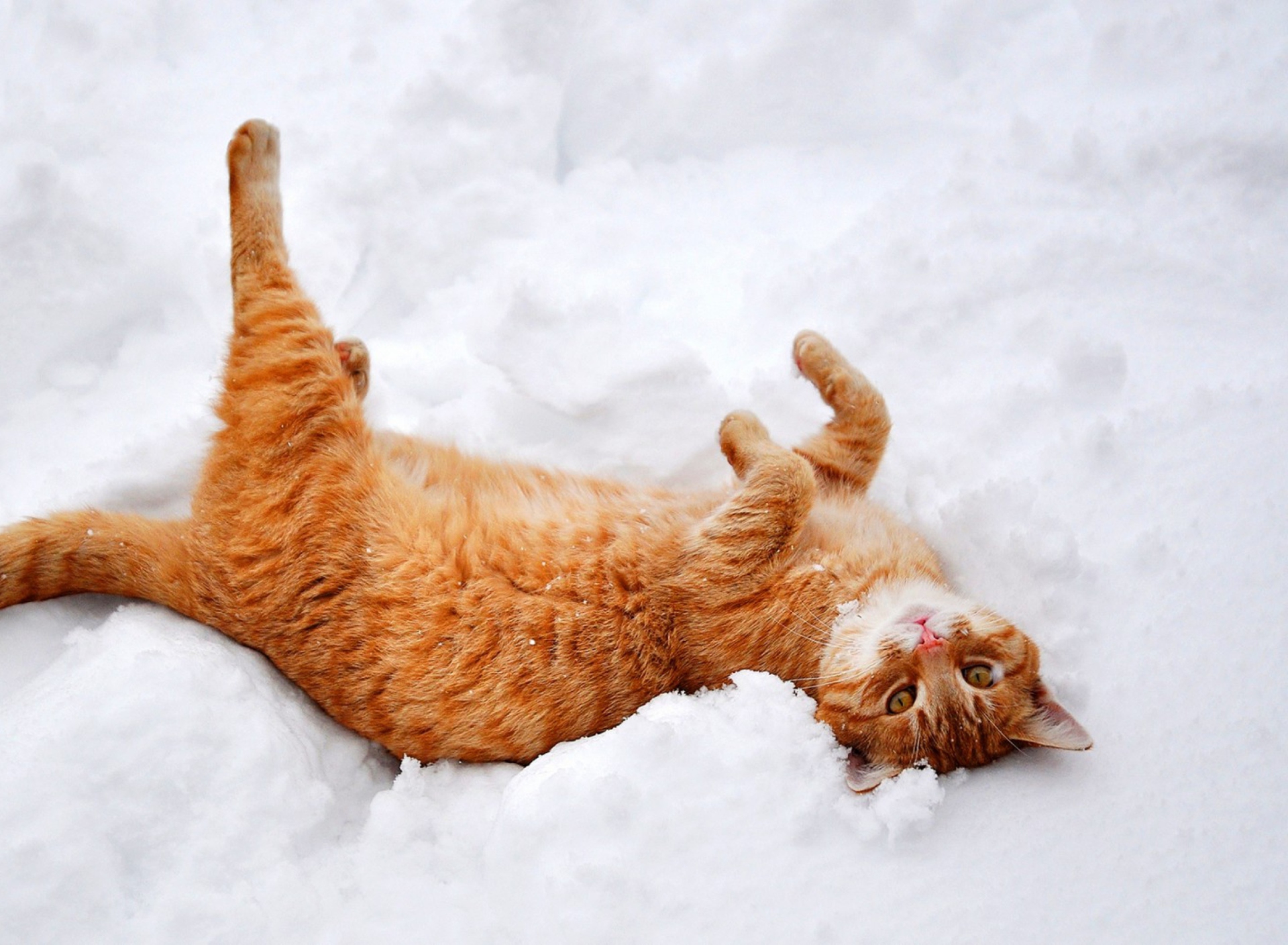 Screenshot №1 pro téma Ginger Cat Enjoying White Snow 1920x1408