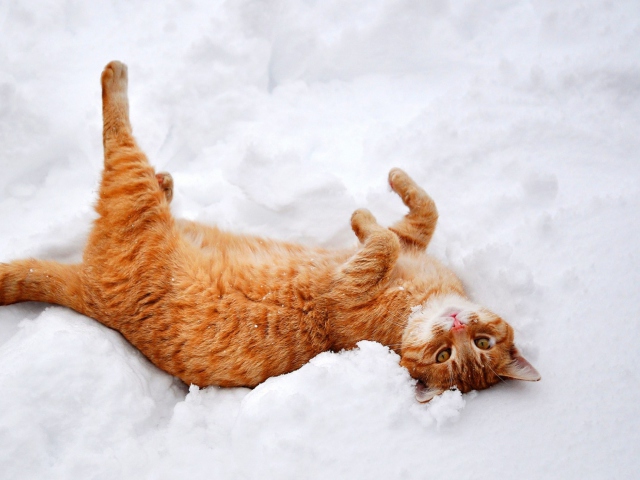 Screenshot №1 pro téma Ginger Cat Enjoying White Snow 640x480