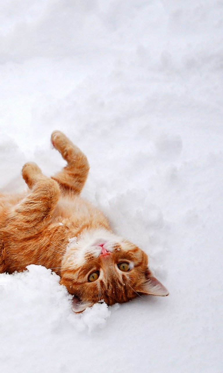 Fondo de pantalla Ginger Cat Enjoying White Snow 768x1280