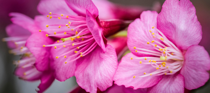 Fondo de pantalla Bright Pink Flowers 720x320