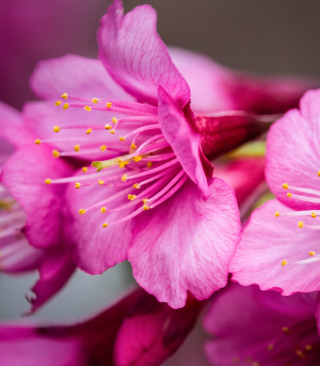Bright Pink Flowers - Obrázkek zdarma pro 128x160