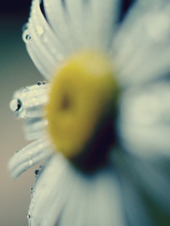 Daisy Macro screenshot #1 240x320