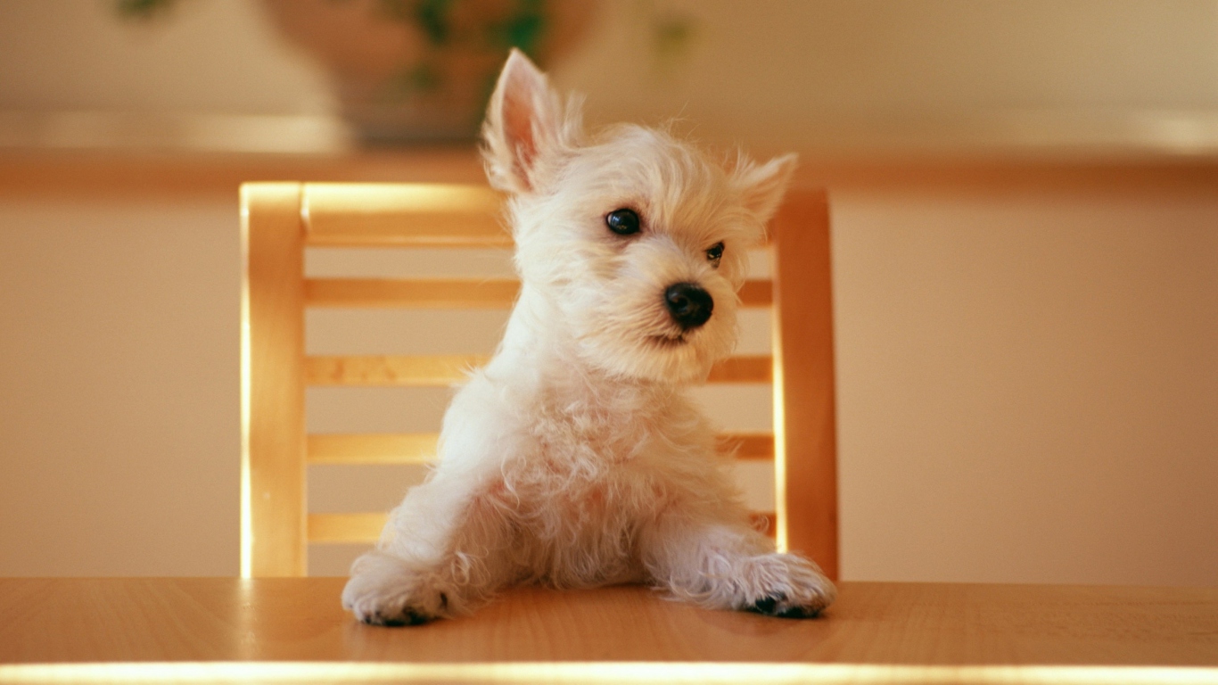 Screenshot №1 pro téma Fluffy White Puppy 1366x768