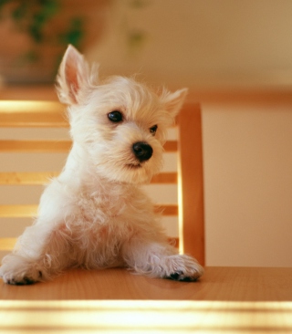 Fluffy White Puppy - Obrázkek zdarma pro iPhone 5C
