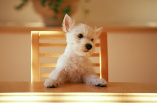 Fluffy White Puppy papel de parede para celular 