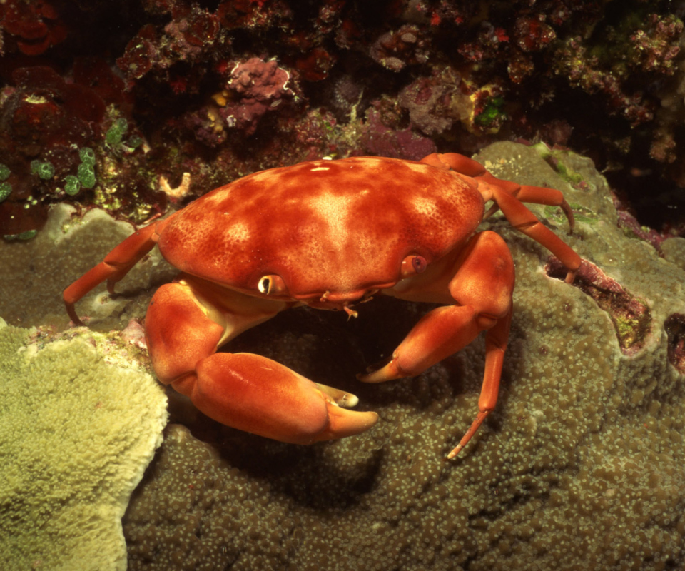 Crab wallpaper 960x800