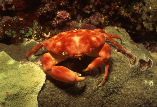 Crab Wallpaper for Android, iPhone and iPad