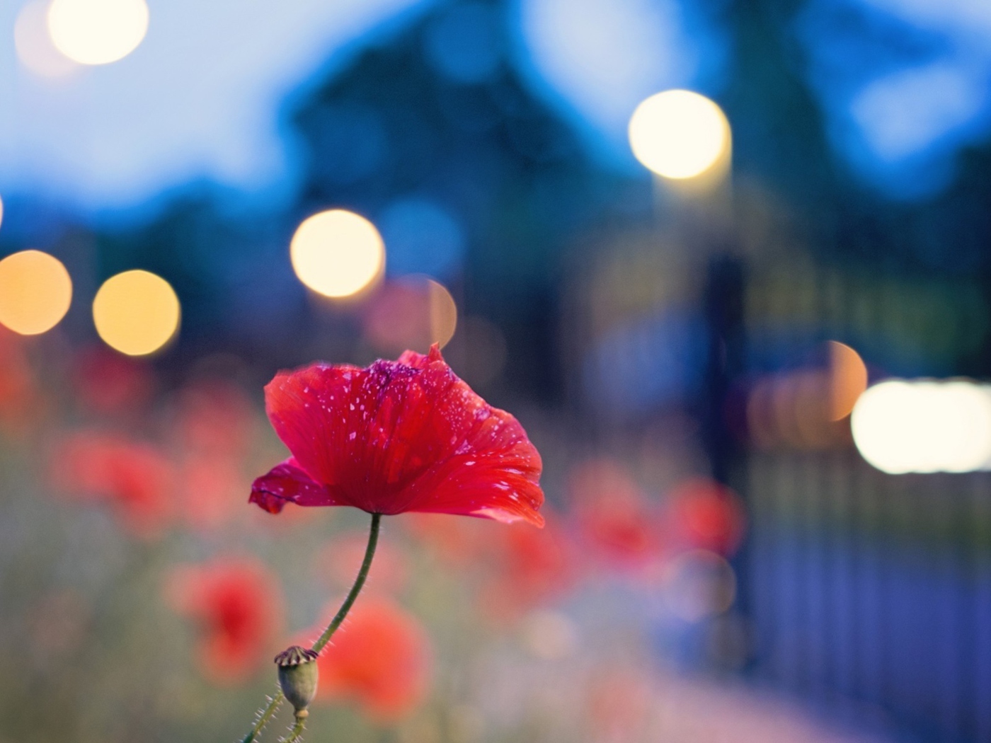 Screenshot №1 pro téma Poppy Flower And Blue Bokeh 1400x1050