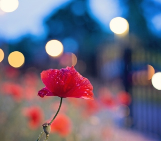 Poppy Flower And Blue Bokeh - Obrázkek zdarma pro 208x208