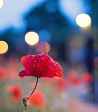 Poppy Flower And Blue Bokeh - Obrázkek zdarma pro 480x640