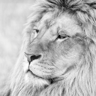 Wild Lion - Obrázkek zdarma pro iPad
