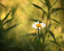 Single Daisy On Meadow screenshot #1 220x176