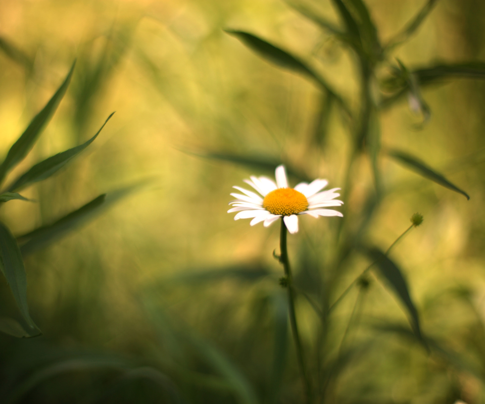 Single Daisy On Meadow wallpaper 960x800