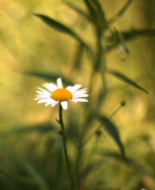 Single Daisy On Meadow - Obrázkek zdarma pro iPhone 4S