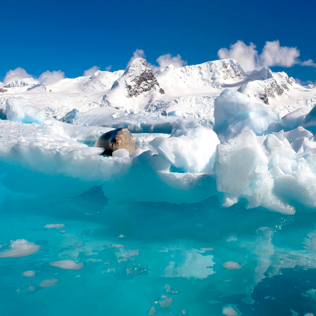 Seal in the Arctic ice wallpaper 1024x1024