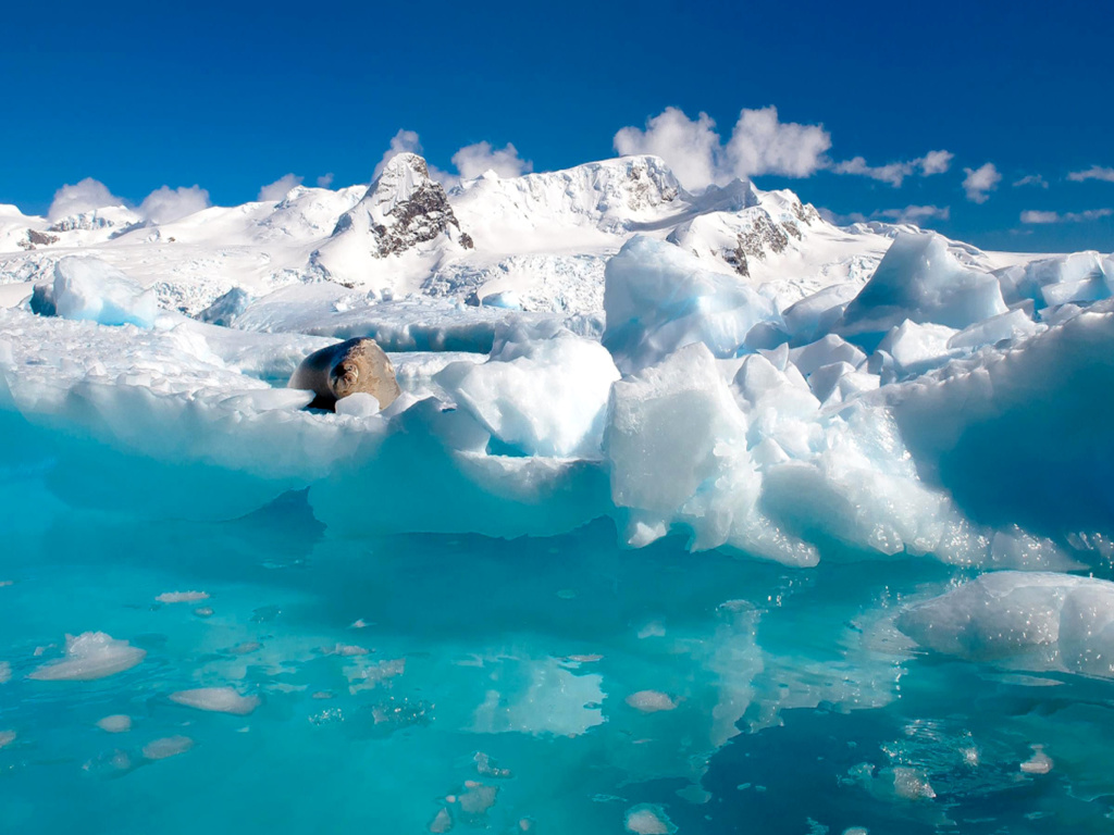 Seal in the Arctic ice wallpaper 1024x768