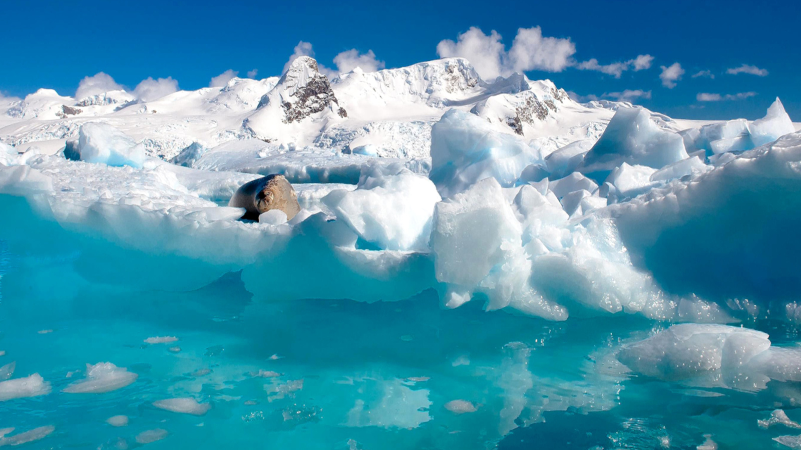 Seal in the Arctic ice screenshot #1 1600x900
