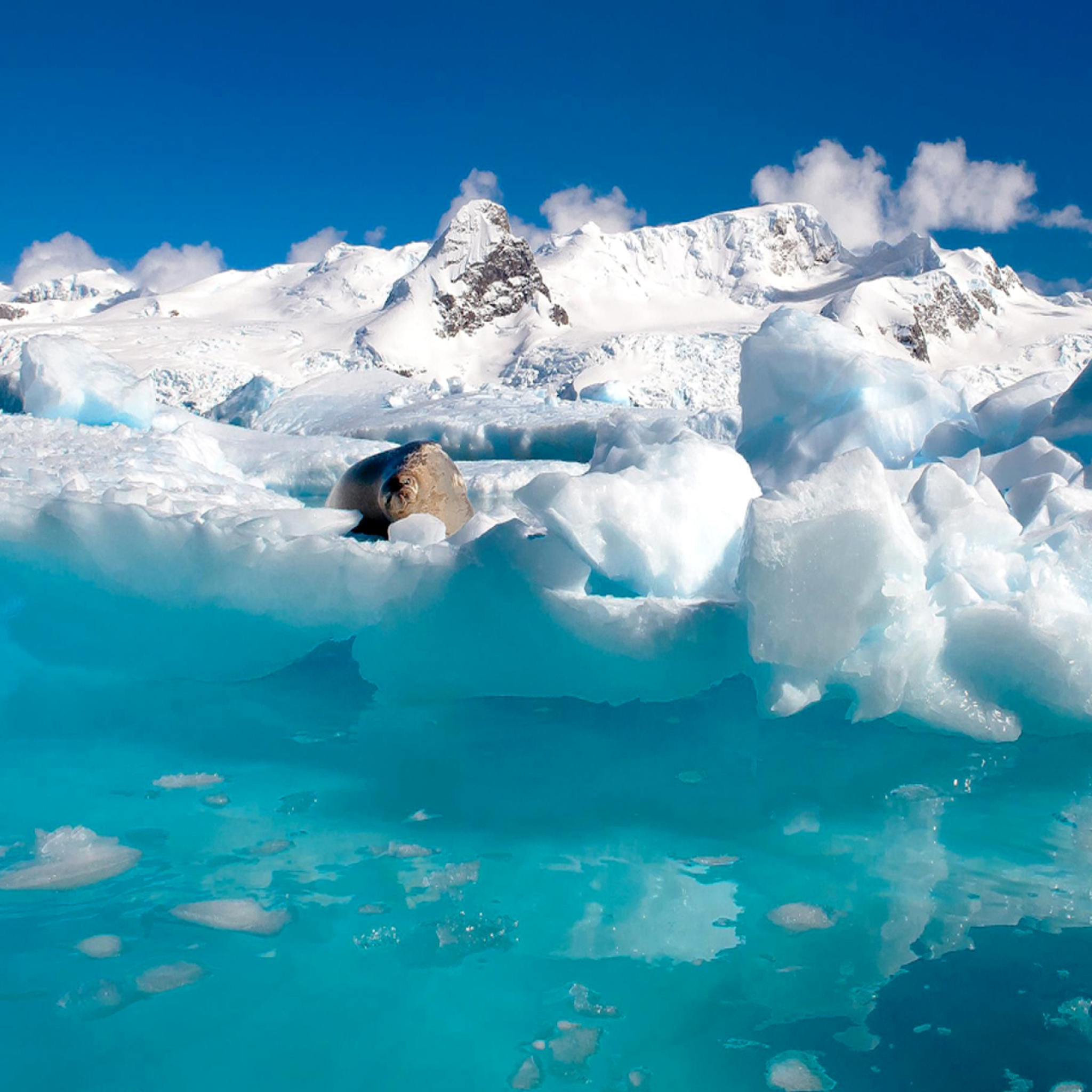 Das Seal in the Arctic ice Wallpaper 2048x2048