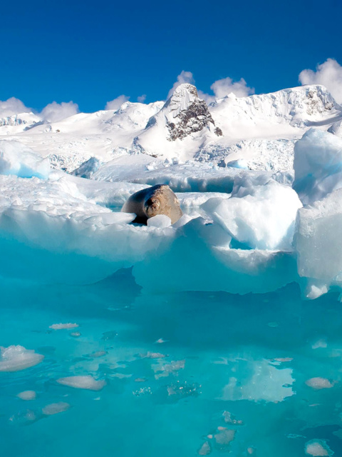 Seal in the Arctic ice screenshot #1 480x640