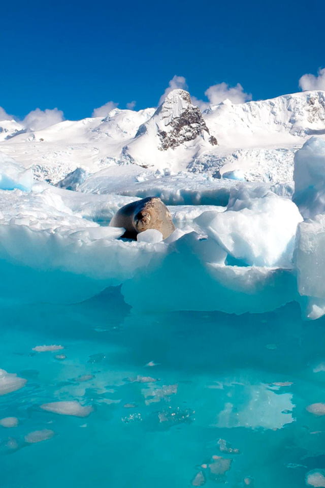 Seal in the Arctic ice wallpaper 640x960