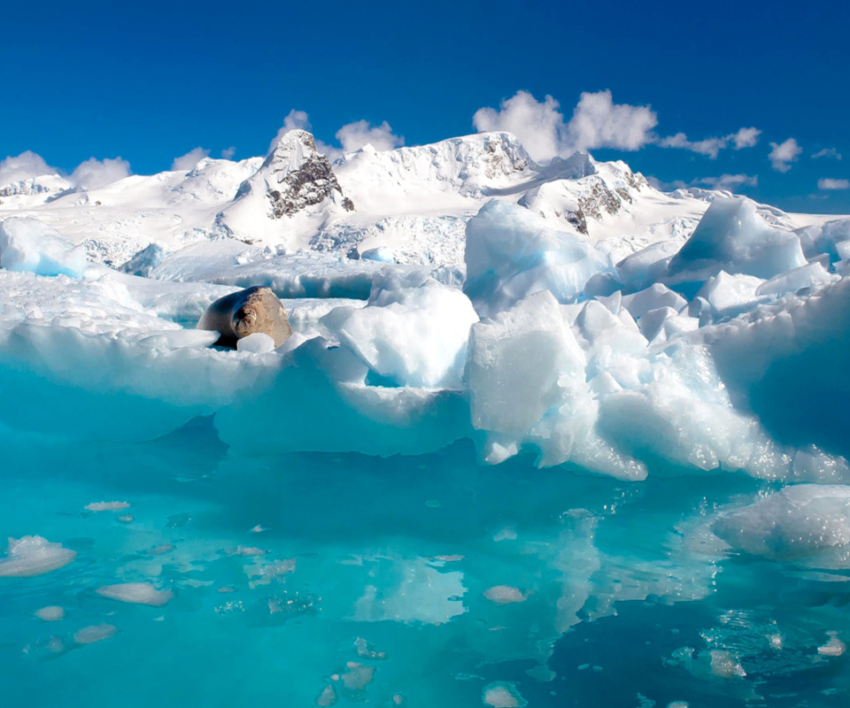 Seal in the Arctic ice wallpaper 960x800