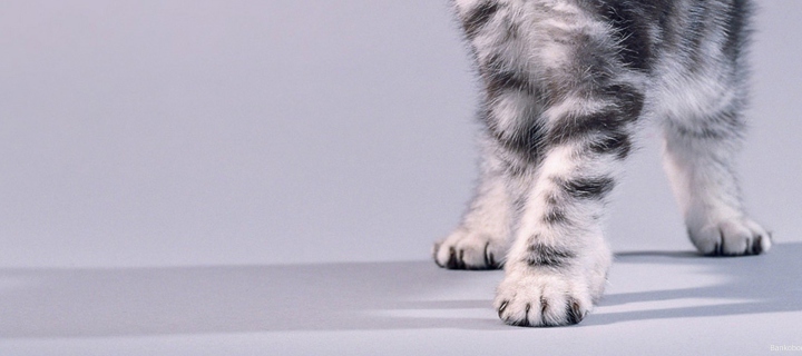 Grey Kitten wallpaper 720x320
