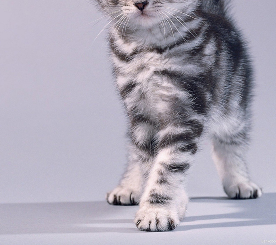 Sfondi Grey Kitten 960x854