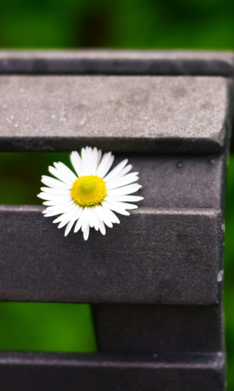 Lonely Daisy On Bench wallpaper 768x1280