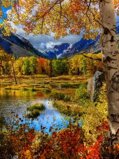 Amazing Autumn Scenery wallpaper 240x320