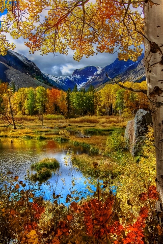 Amazing Autumn Scenery wallpaper 320x480