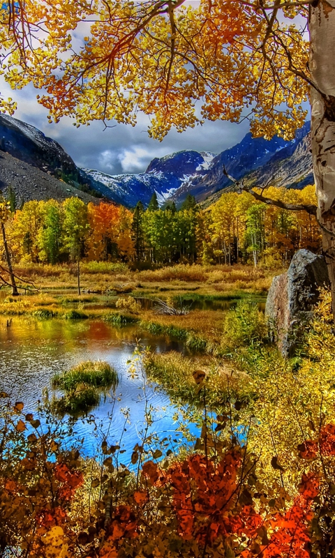 Amazing Autumn Scenery wallpaper 480x800