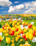 Colorful tulips wallpaper 128x160
