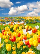 Обои Colorful tulips 132x176