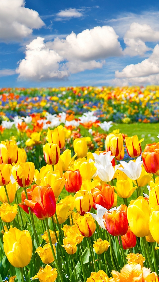 Colorful tulips wallpaper 640x1136