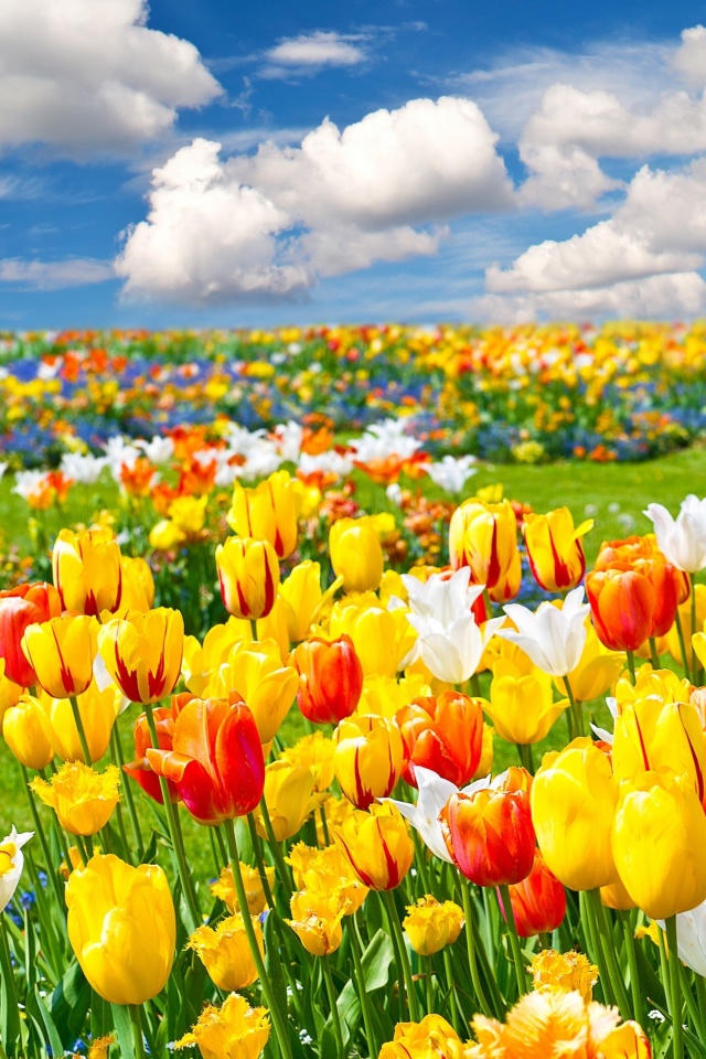Colorful tulips wallpaper 640x960