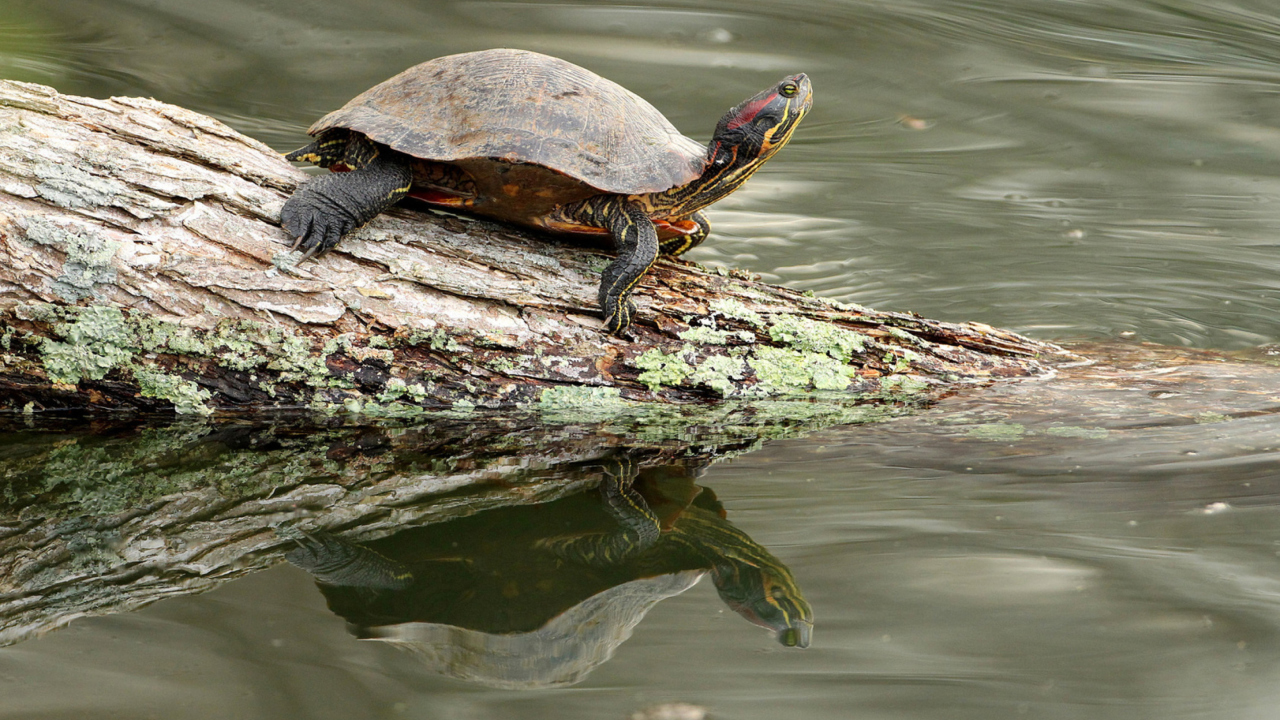 Screenshot №1 pro téma Turtle On The Log 1280x720